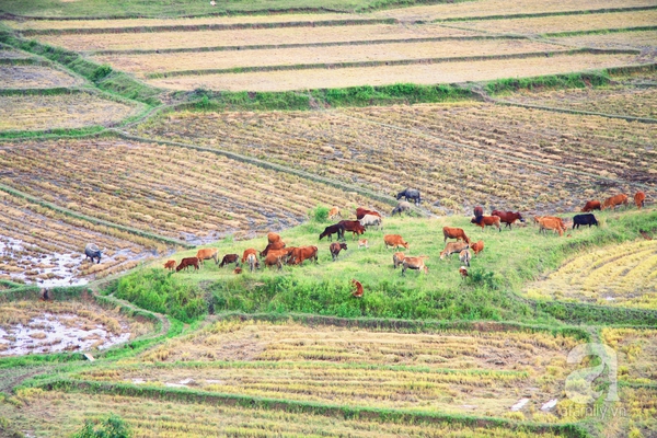 Cô gái người Tày bỏ phố thị phồn hoa về quê làm homestay du lịch 